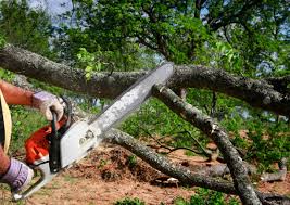 Best Tree Risk Assessment  in Decordova, TX