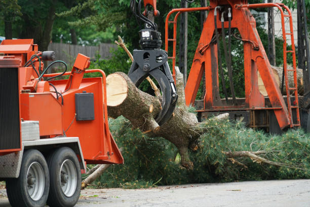 Best Firewood Processing and Delivery  in Decordova, TX